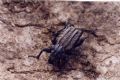 Brachycerus undatus
